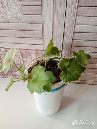 Ампельная герань