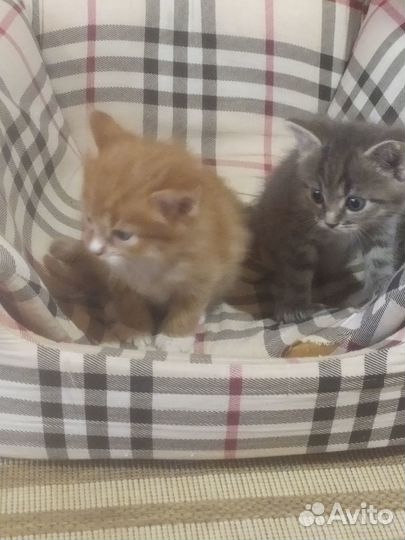 Отдам в добрые руки