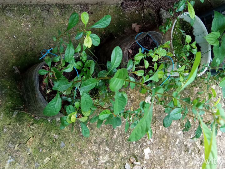 Японская айва - хеномелес