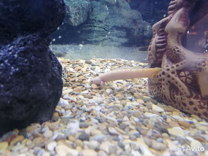 Полиптерус синегальский