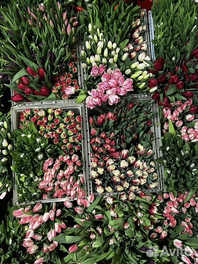 Тюльпаны оптом