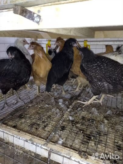 Куры молодки