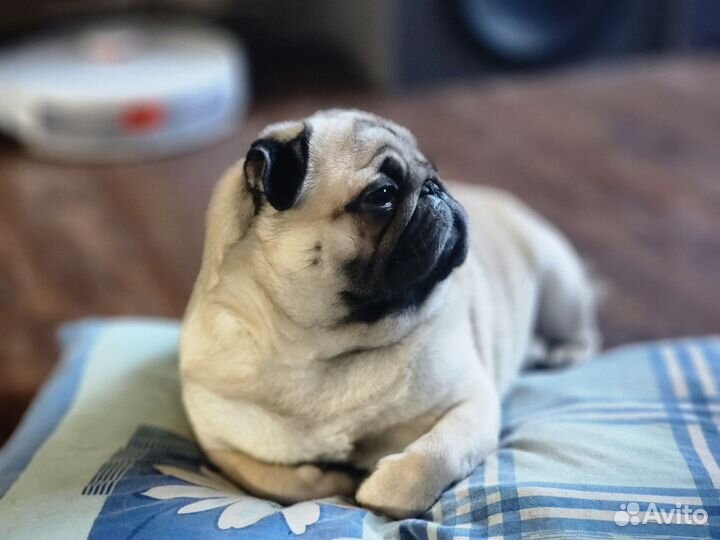 Ищем девочку мопса для вязки