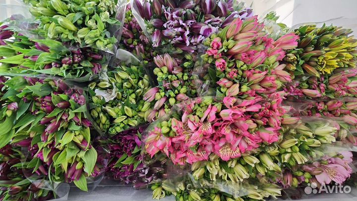 Альстромерия оптом из Краснодара