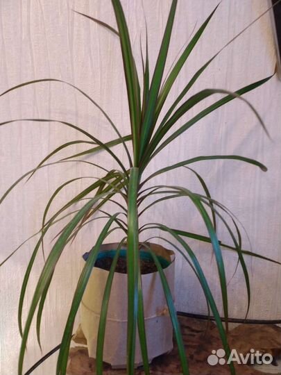 Псевдоэрантемум багряный, драцена, филодендрон