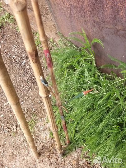 Бамбуковая удочка