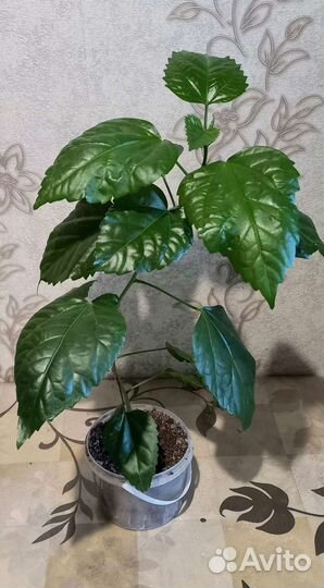 Гибискус махровый,циссус