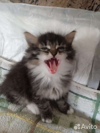 Милые котята