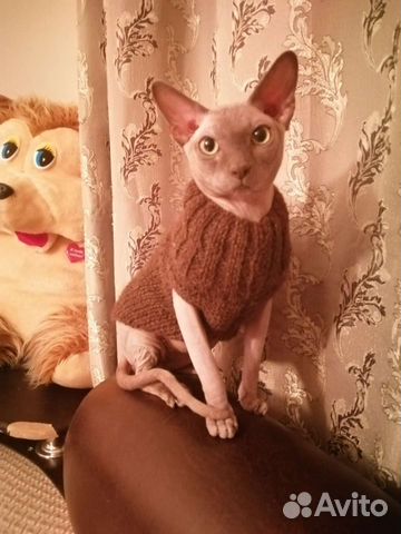 Канадский сфинкс вязка