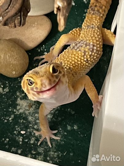 Эублефар самец