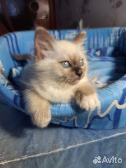 Ласковые котята священная бирма ценителям