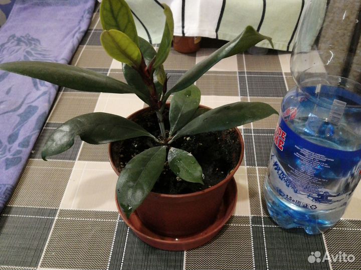 Фикус. кливия