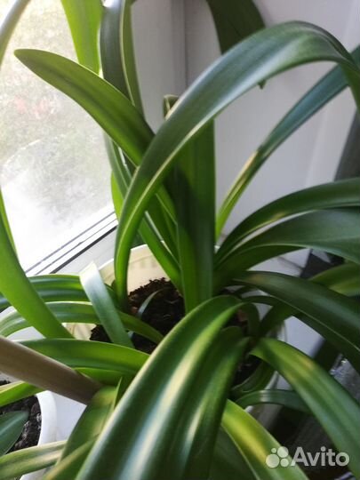 Гиппиаструм, аморалис