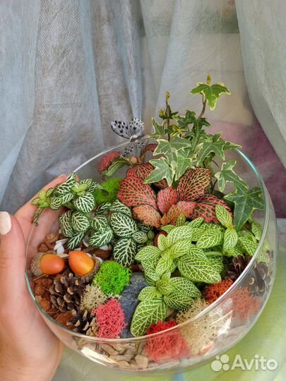 Живые растения в вазе минисад флорариум