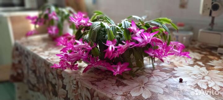 Дендробиум