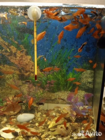 Аквариумные рыбки меченосцы