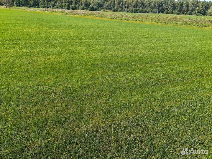 Продажа рулонного газона под ключ