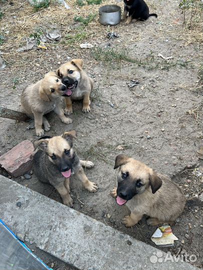 Щенки