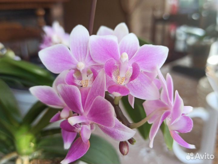 Орхидея фаленопсис