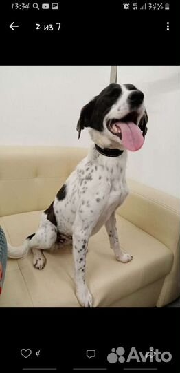 Собака в добрые руки