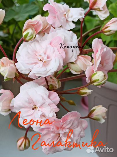 Леона Галактика, пеларгония (герань)