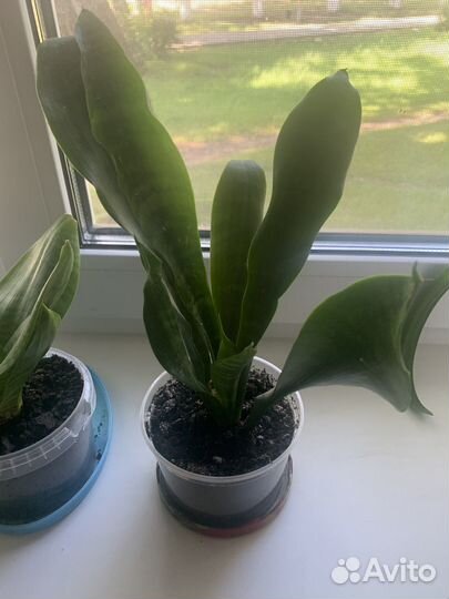 Сансевиерия, фиалка