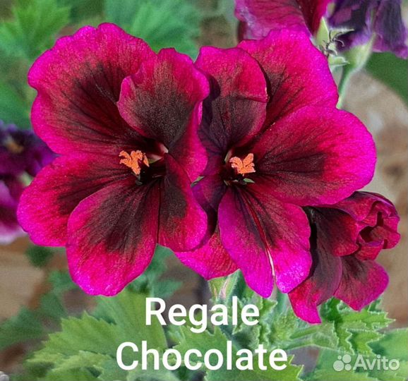 Пеларгония герань