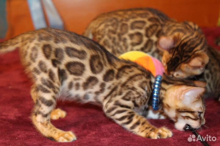 Бенгальские котята яркого окраса с документами