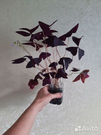 Кислица оксалис