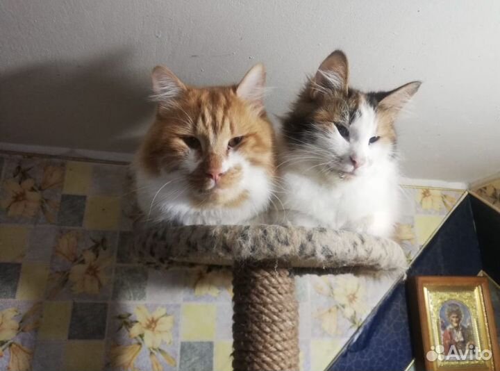 Котята Курильского бобтейла