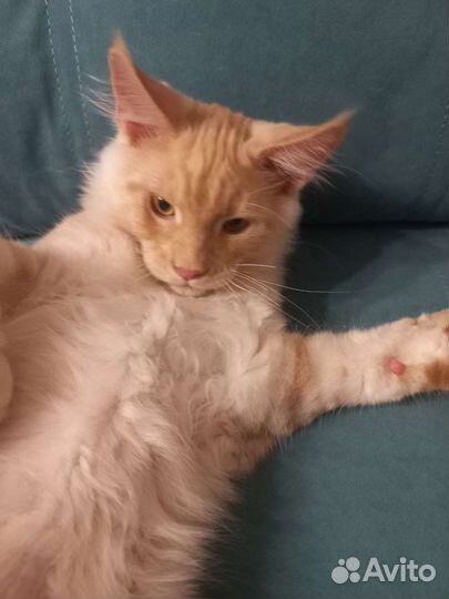 Котенок мейн-кун