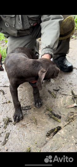 Курцхаар охотничья собака