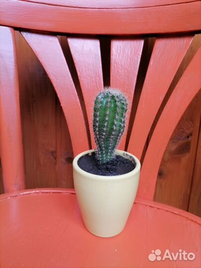 Лучезарный кактус