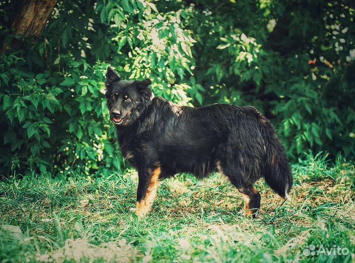 Собака в добрые руки