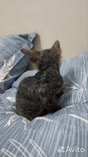 Котята смесь