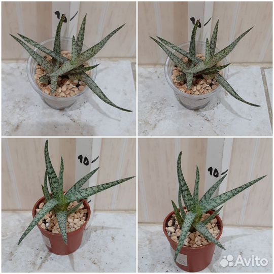 Монстера Альба,Хавортия, Гастерия, Алоэ, Пеперомия