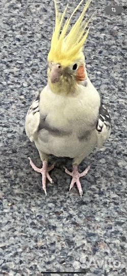 Попугай карелла с клеткой