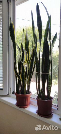 Сансевиерия (Щучий хвост)