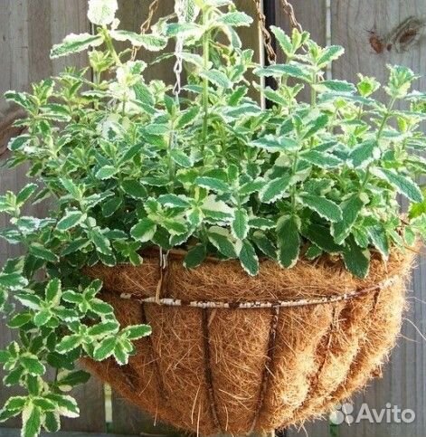 Мята Ананасная