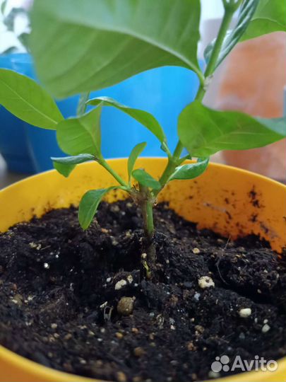 Гардения жасминовидная с горшком