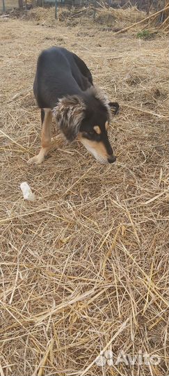 Борзая салюки