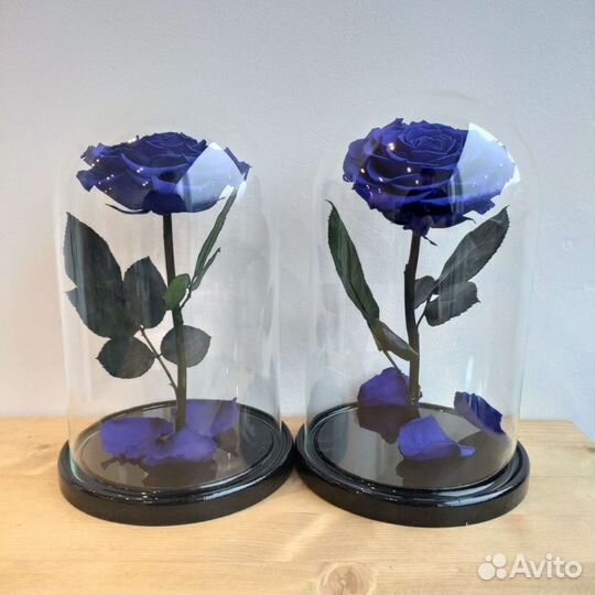 Синяя роза в колбе