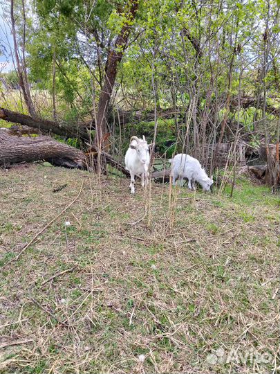 Домашние животные