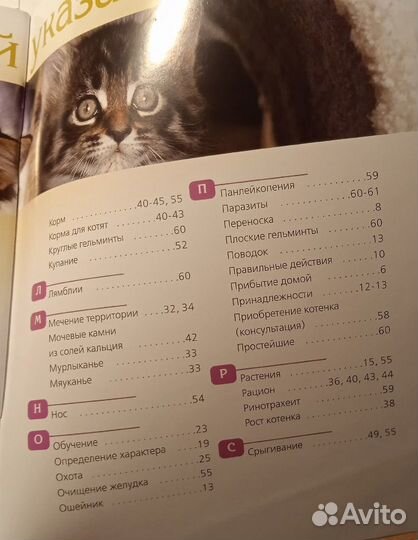 У вас появился котёнок