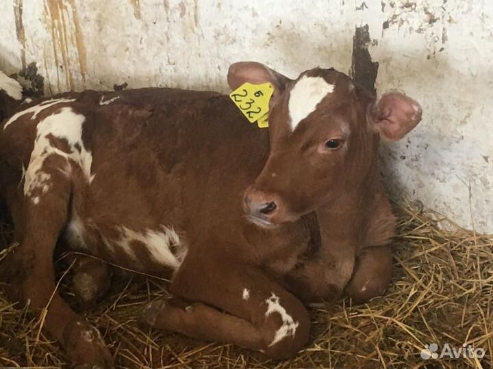 Бычки на откорм