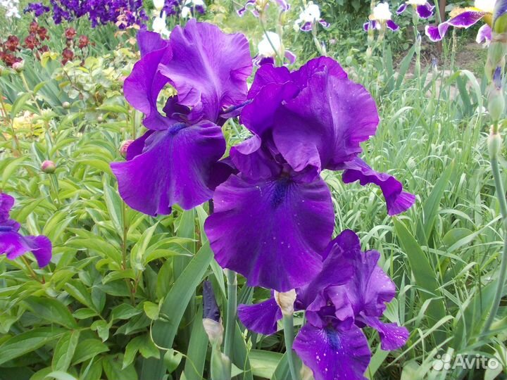 Бородатые ирисы