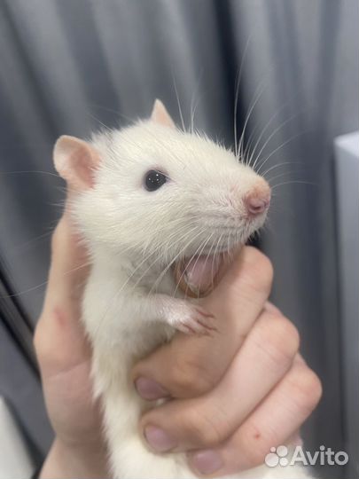 Крыса дамбо