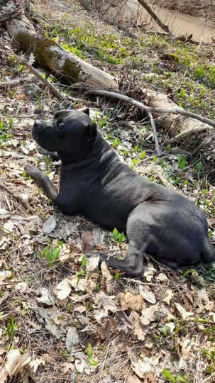 Кане Корсо вязка, или щенком