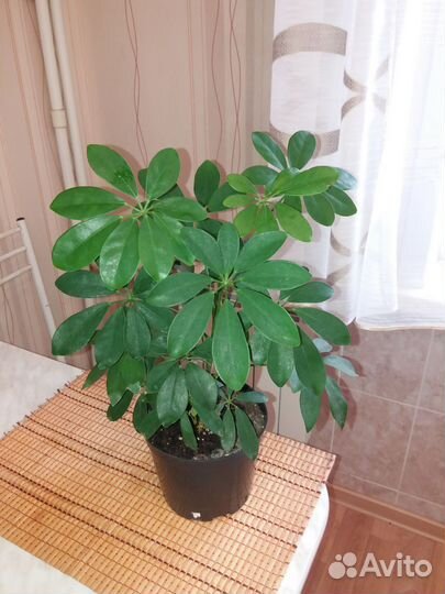 Замиокулькас супер нова