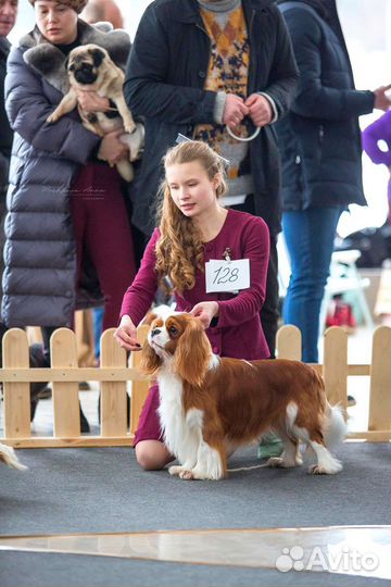 Услуги Хендлера